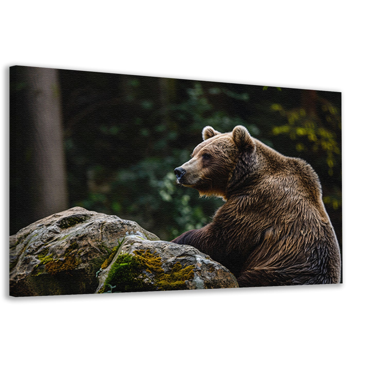 Beer rustend op een rots in de natuur canvas