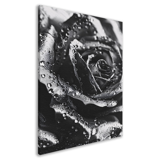Zwart-witte roos met dauwdruppels close-up canvas