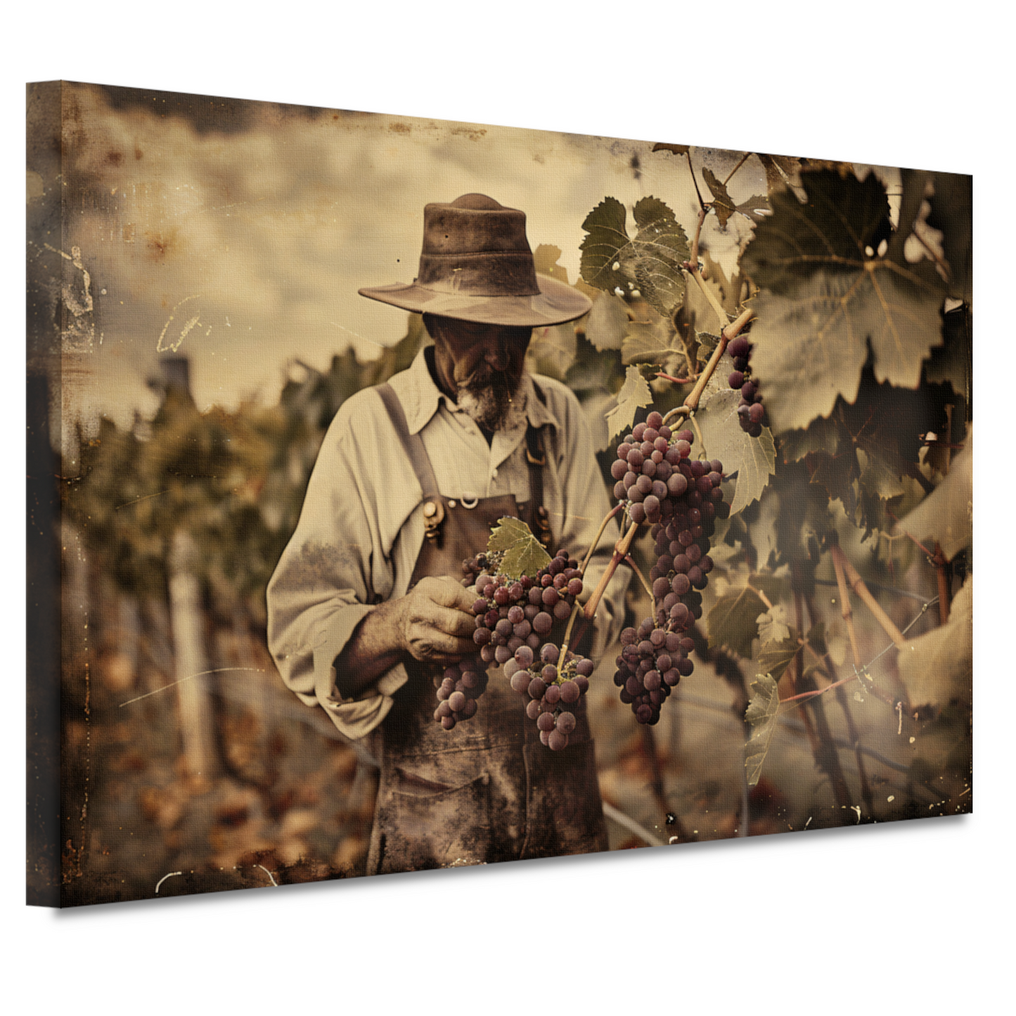 Oude wijnboer verzorgt zijn druiven canvas