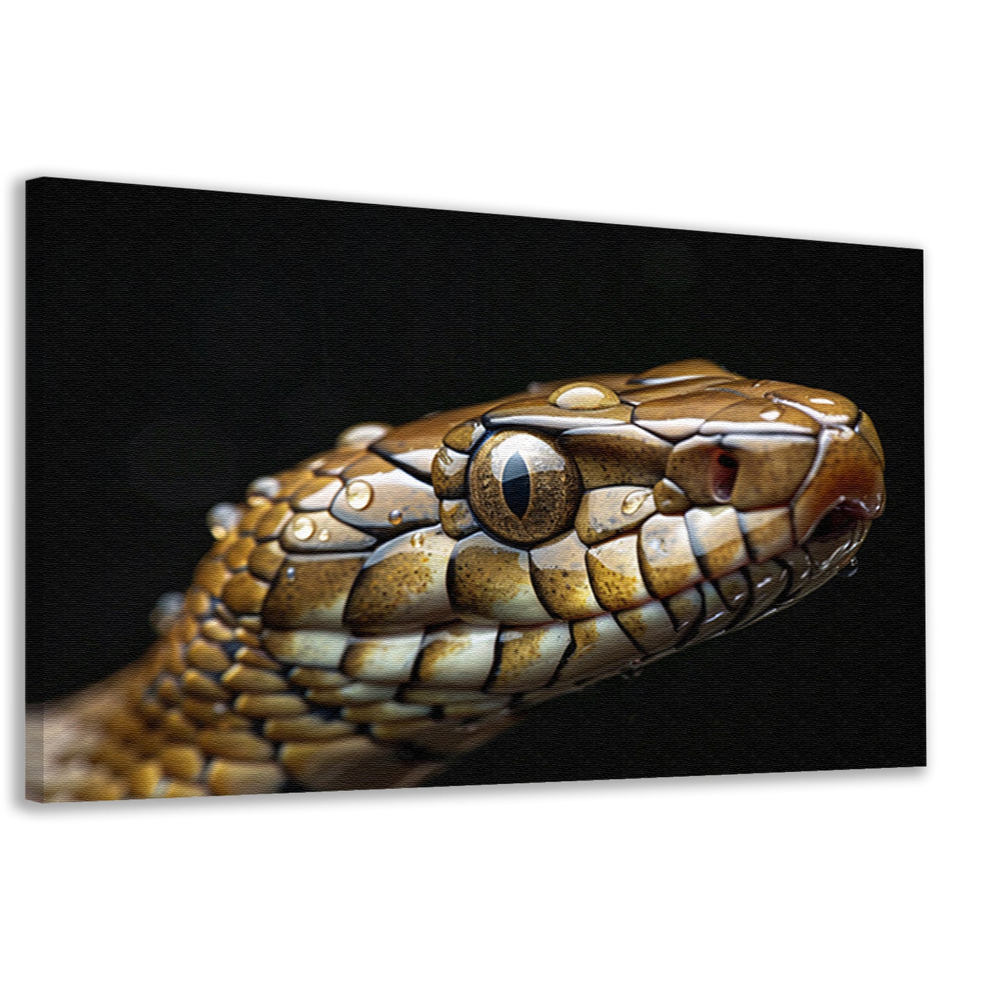 Slang met waterdruppels. canvas