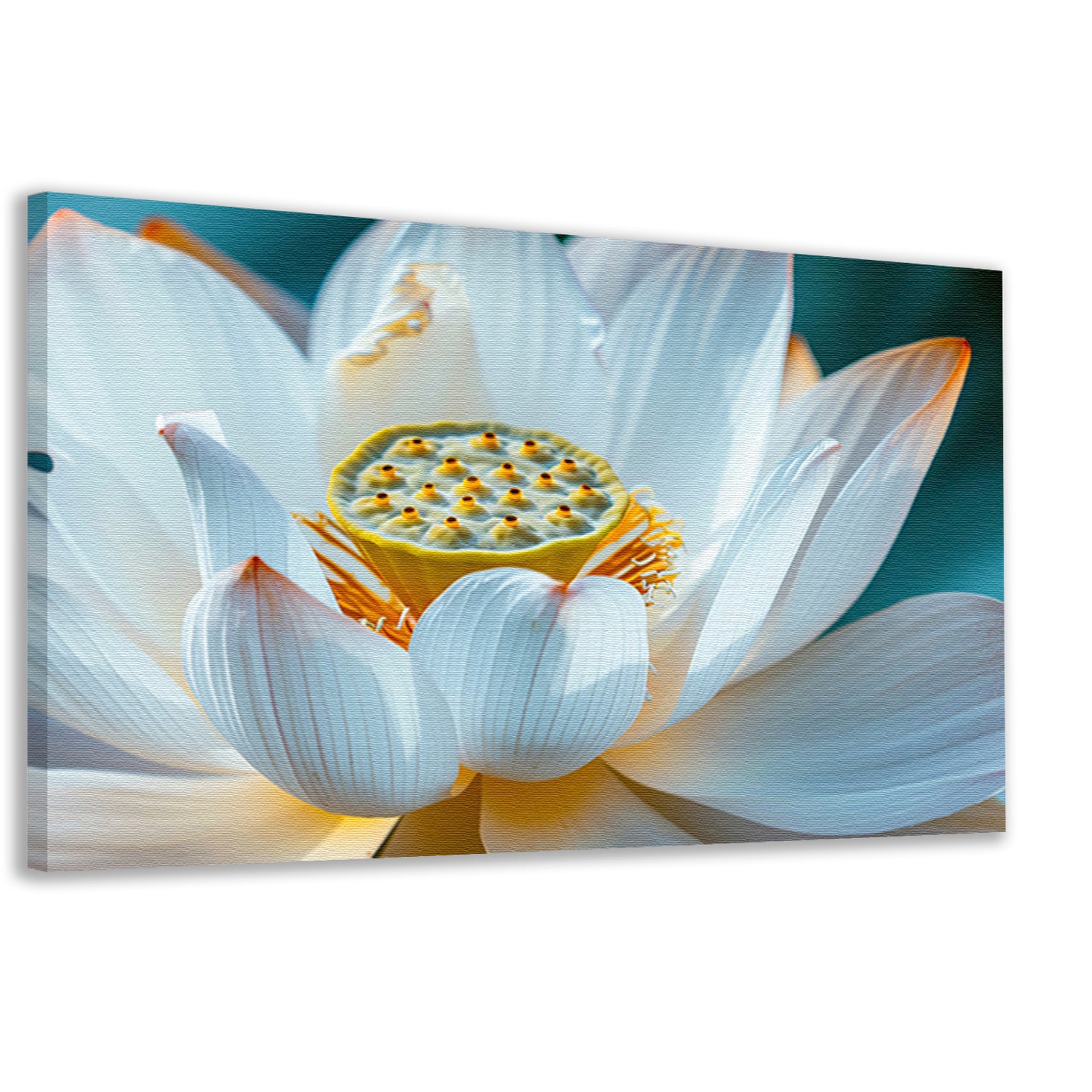 Close-up van bloeiende witte lotus canvas