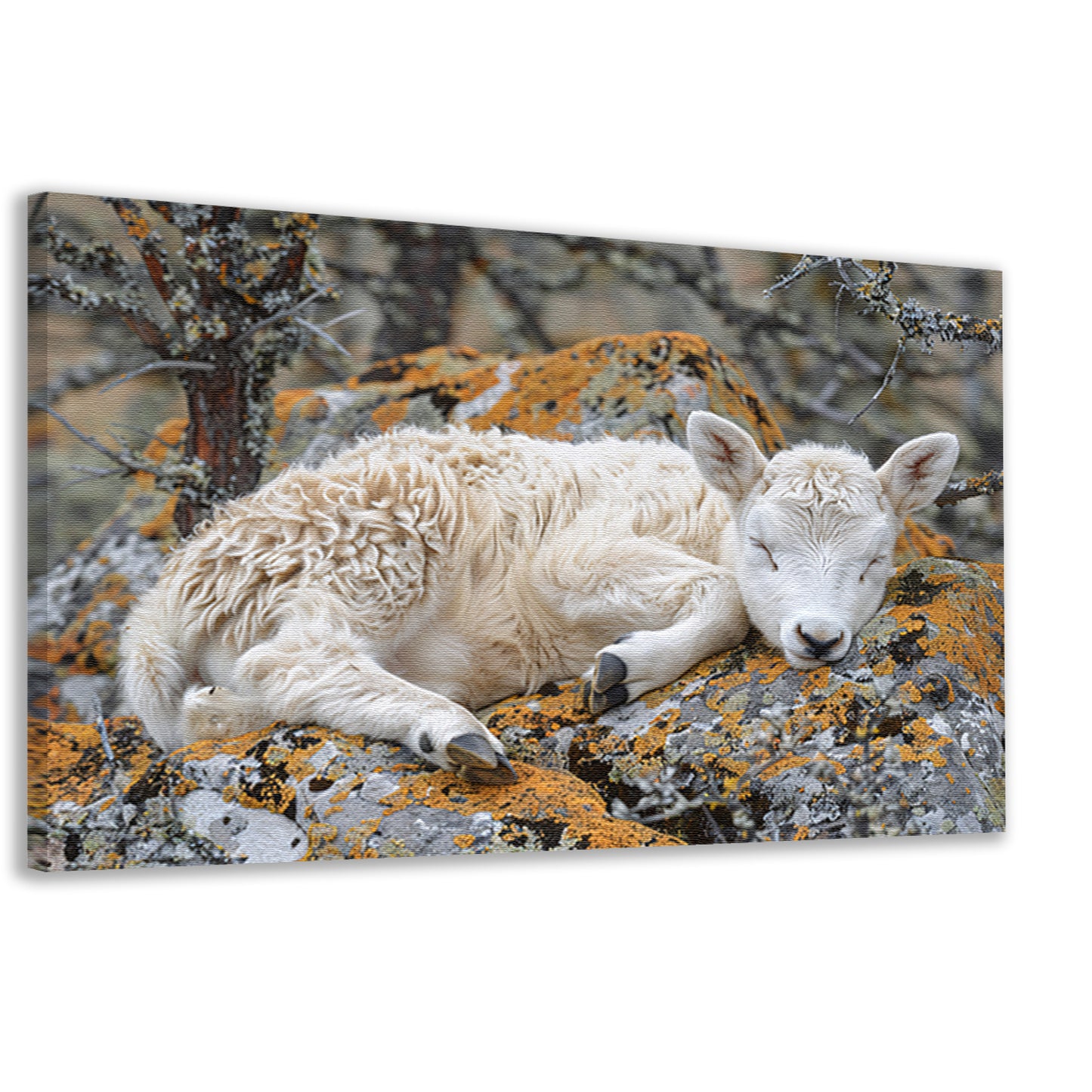 Slapende lam op rots canvas