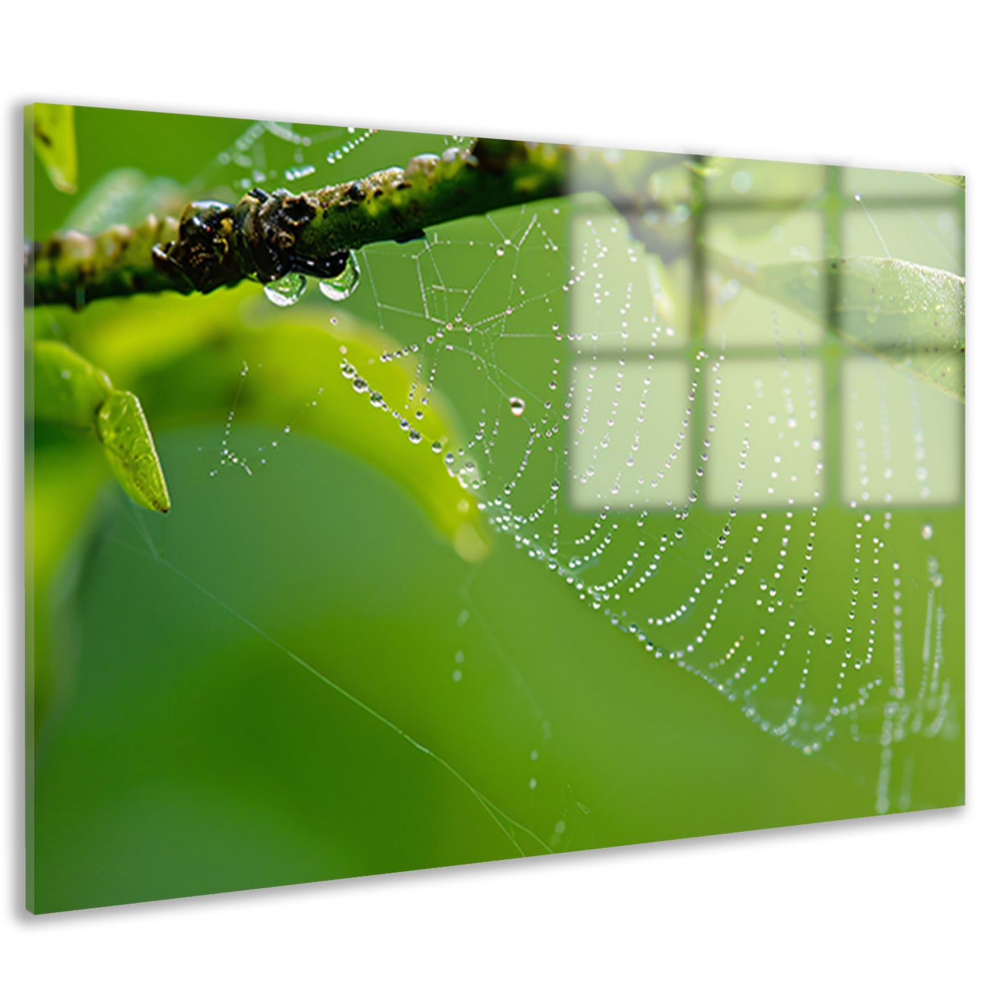 Close-up van dauw op spinnenweb met bladeren acrylglas