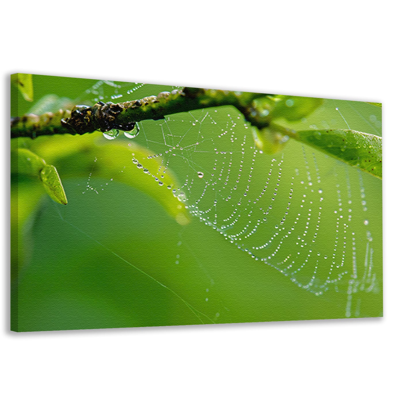 Close-up van dauw op spinnenweb met bladeren canvas