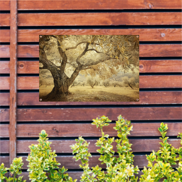 Olijfboom onder Provençaalse hemel tuinposter