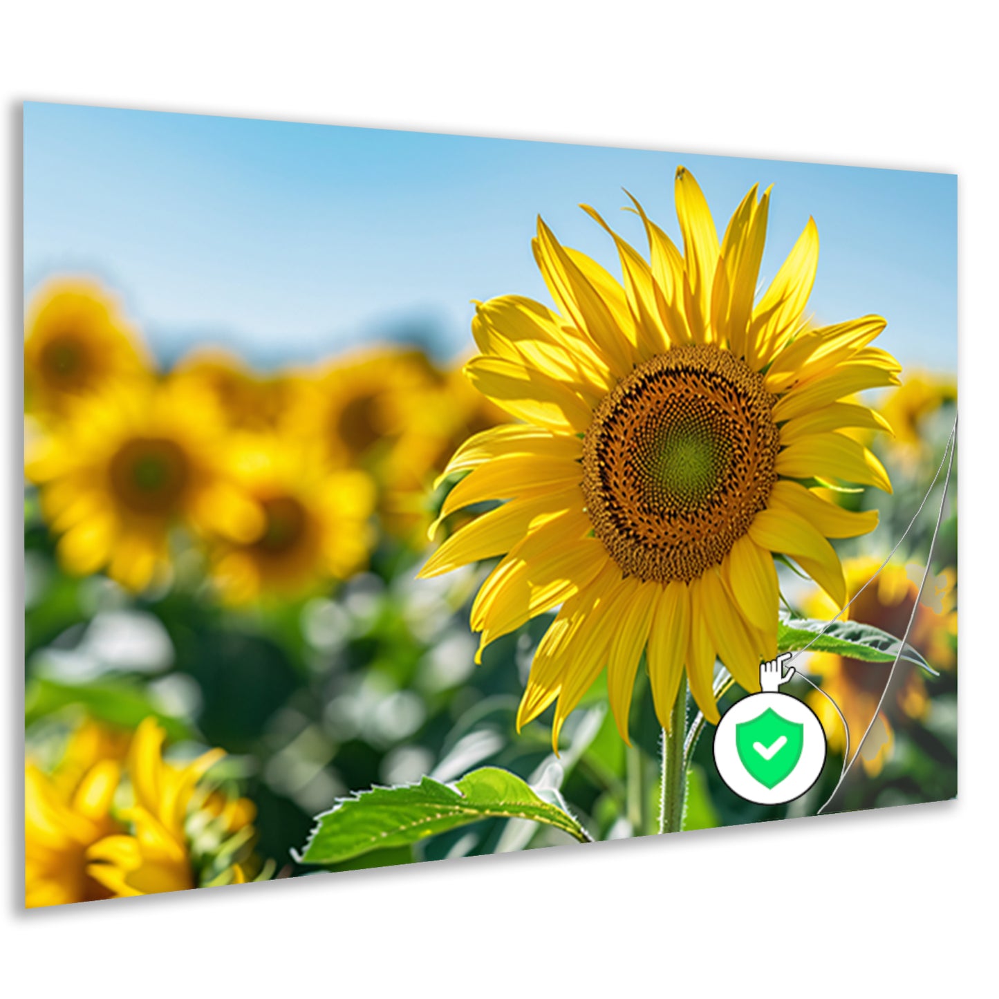 Levendige zonnebloemen tegen een helderblauwe lucht poster