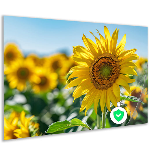 Levendige zonnebloemen tegen een helderblauwe lucht poster