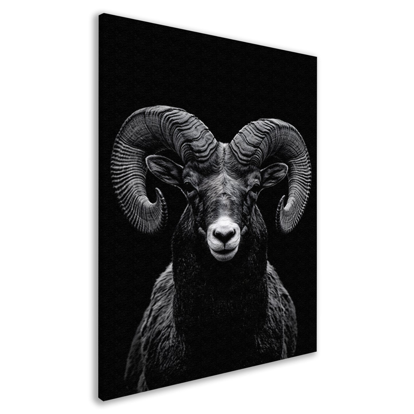 Indrukwekkend zwart-wit portret van een majestueuze ram canvas