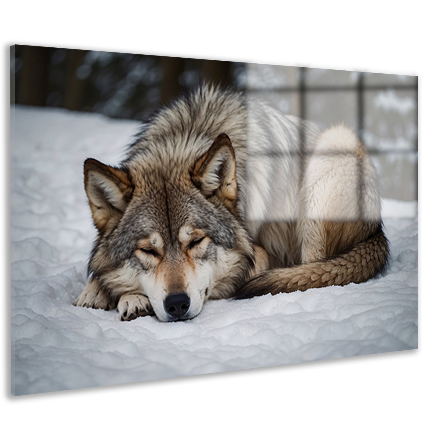 Slapende wolf in winterlandschap acrylglas