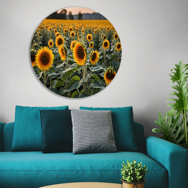 Uitgestrekt zonnebloemveld bij zonsondergang aluminium muurcirkel