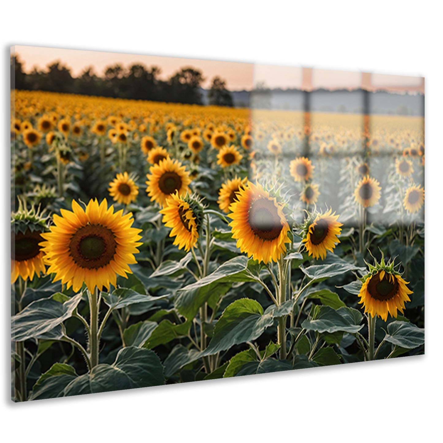 Uitgestrekt zonnebloemveld bij zonsondergang acrylglas
