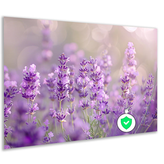 Lavendelveld in bloei met zachte zonlichtgloed poster