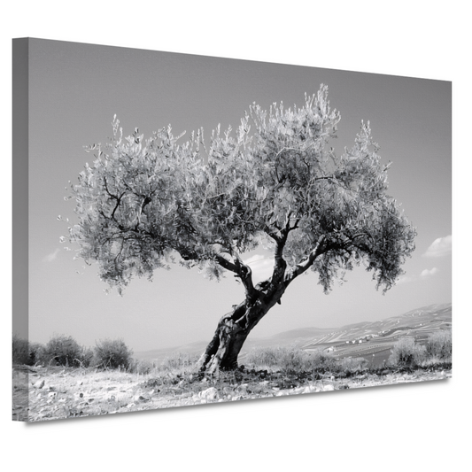 Zwart-wit olijfboom landschap canvas