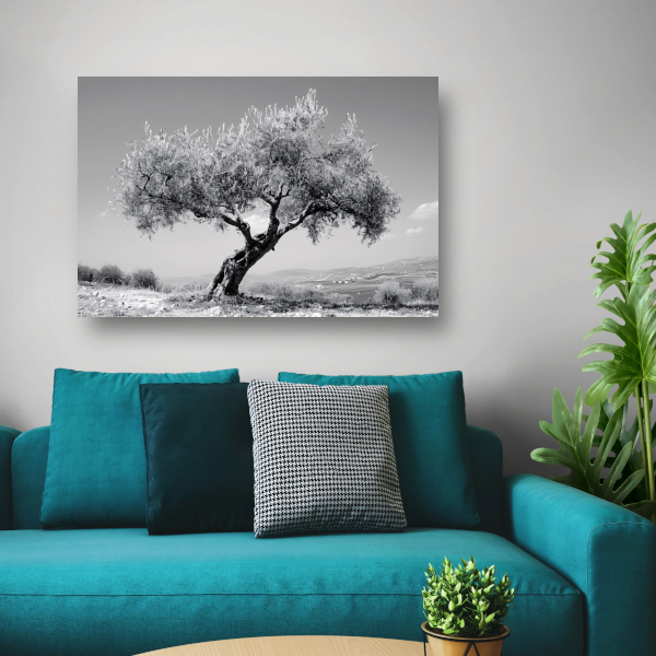 Zwart-wit olijfboom landschap poster