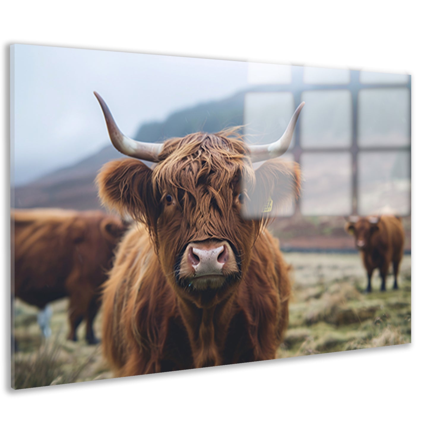 Schotse hooglander in mistig landschap acrylglas