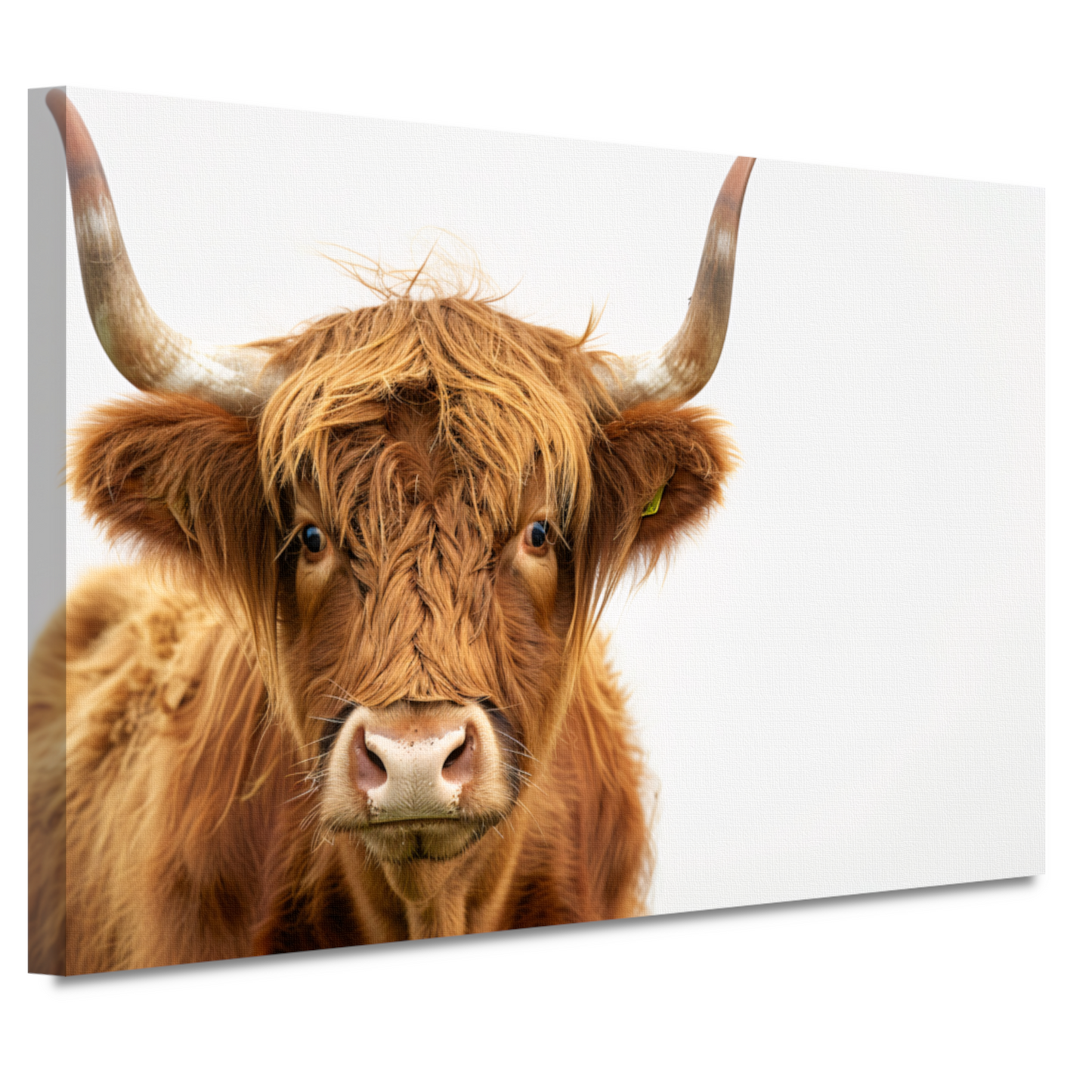 Close-up van een Schotse hooglander met indrukwekkende hoorns canvas