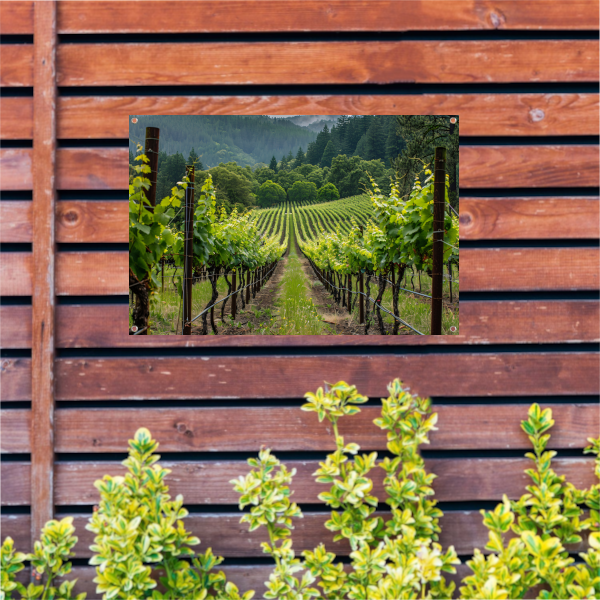 Wijngaard in de vallei met ochtendmist tuinposter