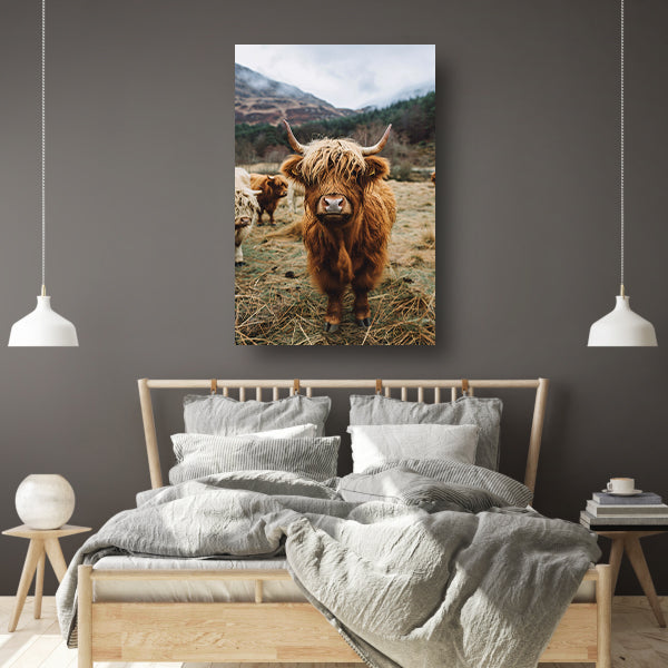 Schotse Hooglander in Mistig Landschap acrylglas