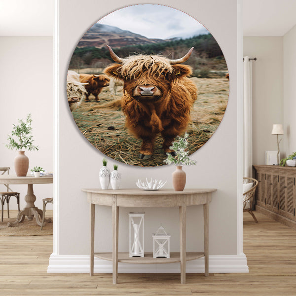 Schotse Hooglander in Mistig Landschap forex muurcirkel