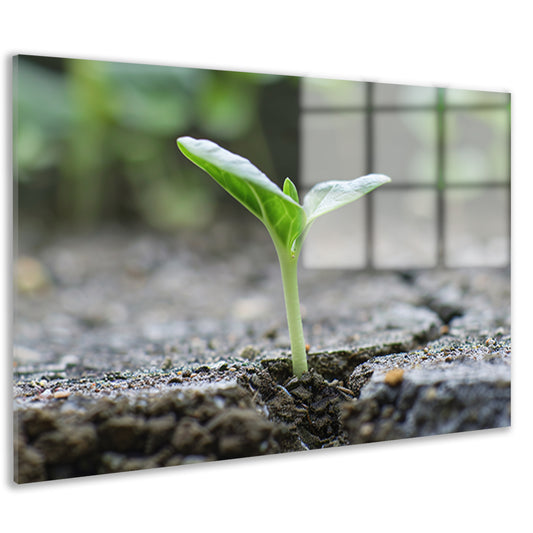 Spruit doorbreekt aarde in minimalistisch beeld acrylglas