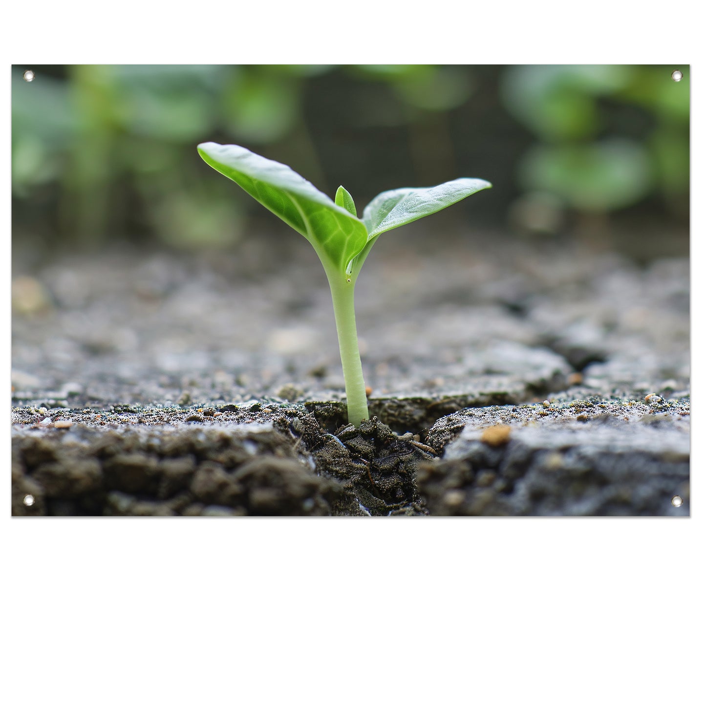 Spruit doorbreekt aarde in minimalistisch beeld tuinposter