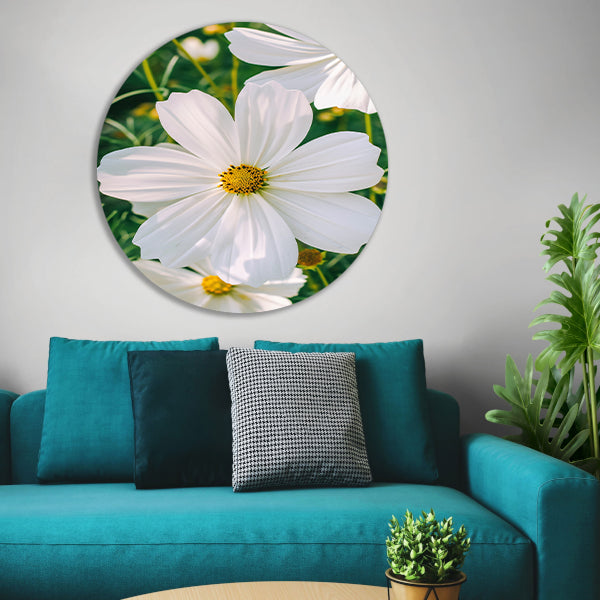 Close-up van een witte Cosmos bloem forex muurcirkel