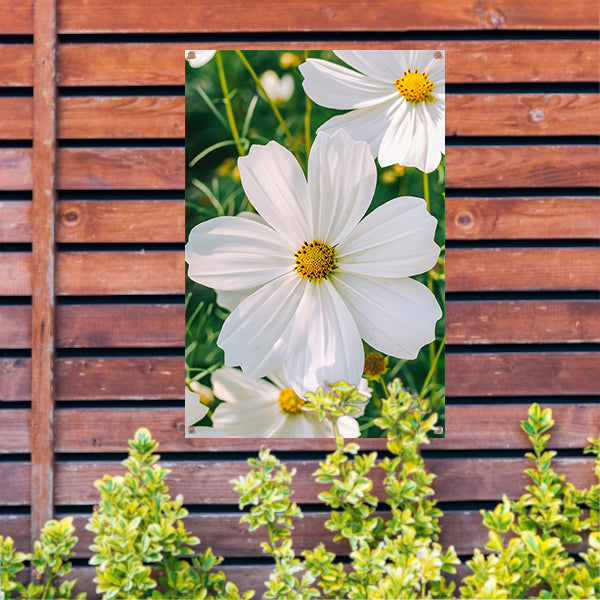 Close-up van een witte Cosmos bloem tuinposter