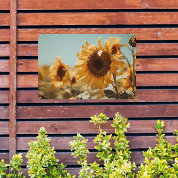 Zonovergoten zonnebloemveld onder een helderblauwe hemel tuinposter