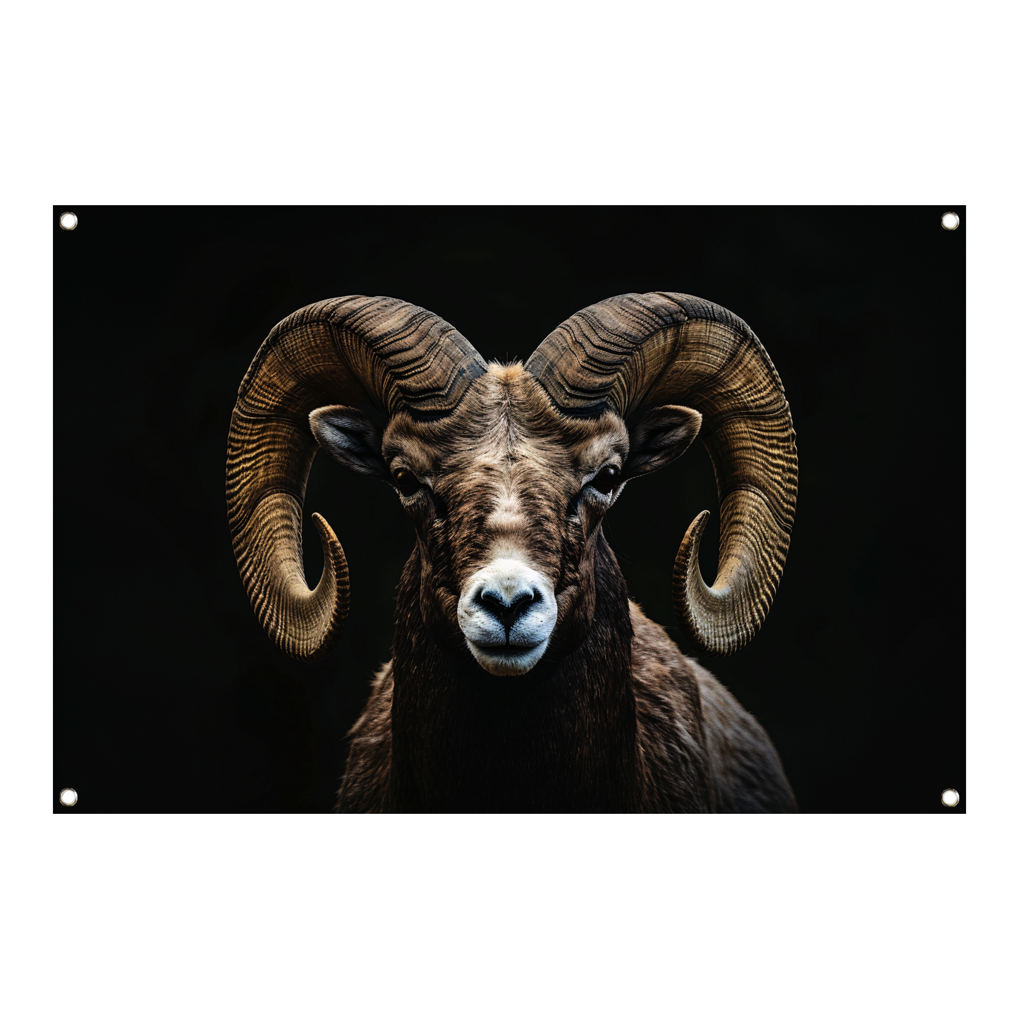 Portret van een Ram tegen een Zwarte Achtergrond tuinposter