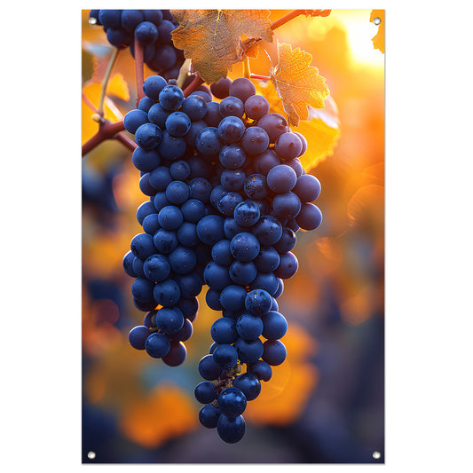 Gouden zonlicht op rijpe blauwe druiven tuinposter
