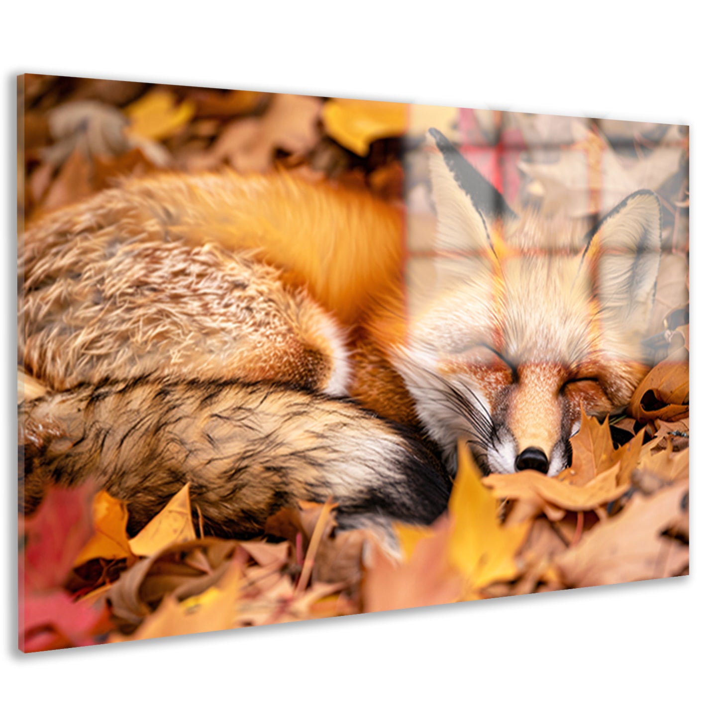 Slapende vos in herfstkleuren acrylglas