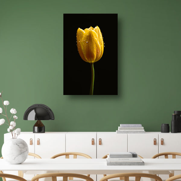 Gele tulp tegen zwarte achtergrond met dauw acrylglas