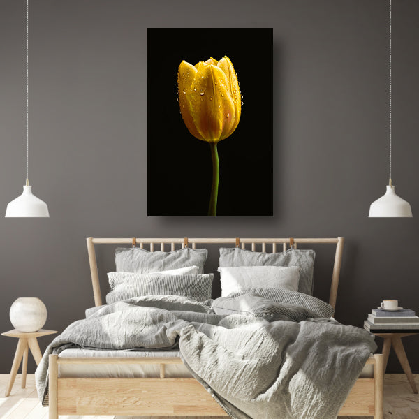 Gele tulp tegen zwarte achtergrond met dauw acrylglas