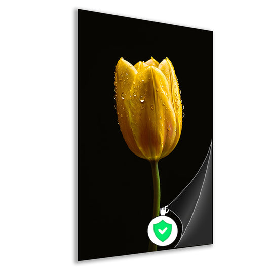 Gele tulp tegen zwarte achtergrond met dauw poster