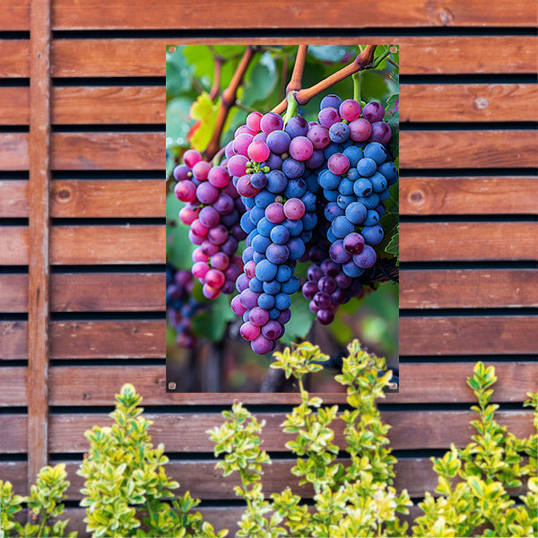 Rijpe druiventrossen aan de wijnstok tuinposter