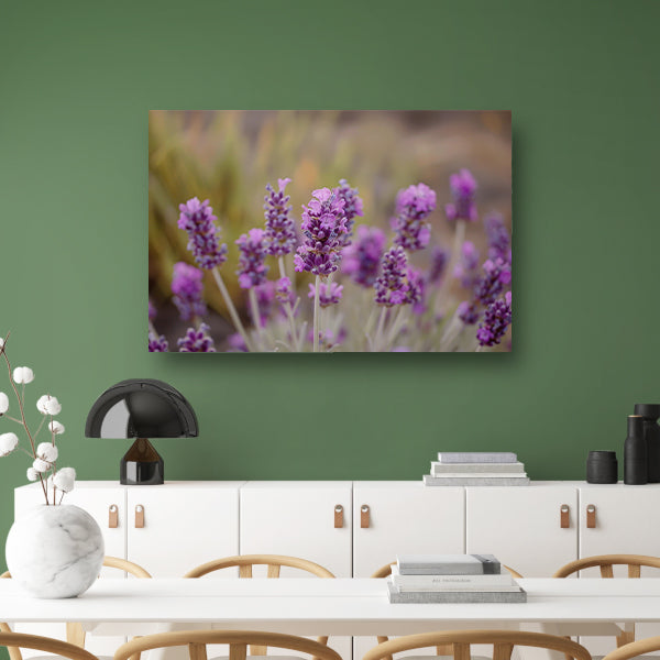 Levendige paarse lavendelbloemen in natuurlijke omgeving canvas