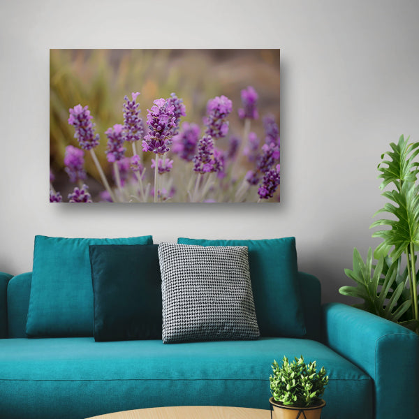Levendige paarse lavendelbloemen in natuurlijke omgeving canvas