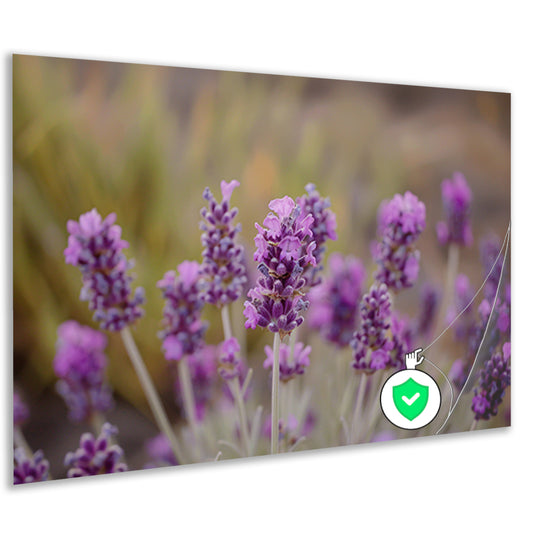 Levendige paarse lavendelbloemen in natuurlijke omgeving poster