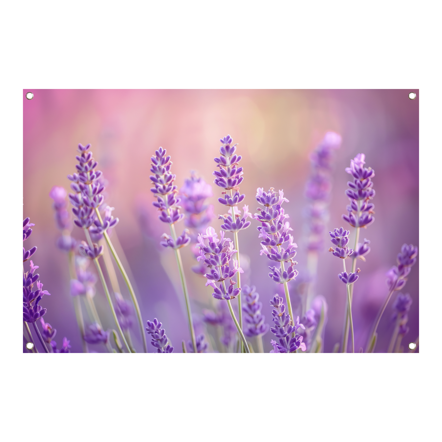 Betoverende lavendelvelden in zachte pasteltinten tuinposter