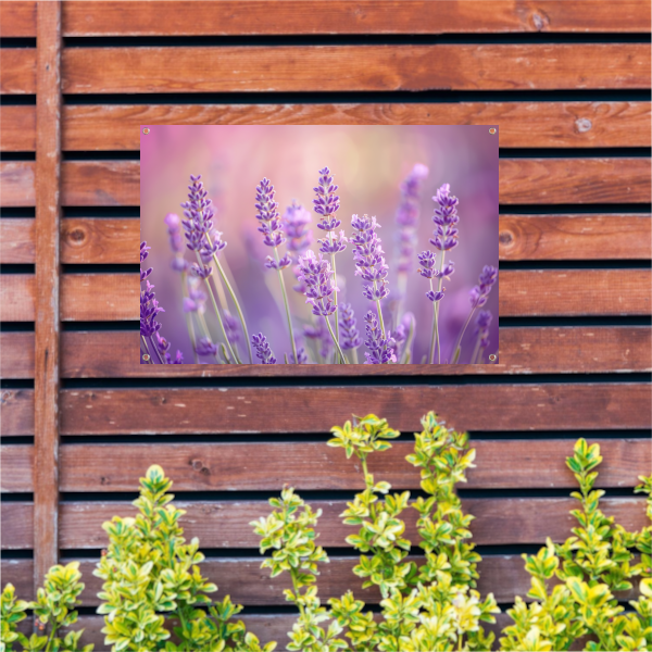 Betoverende lavendelvelden in zachte pasteltinten tuinposter
