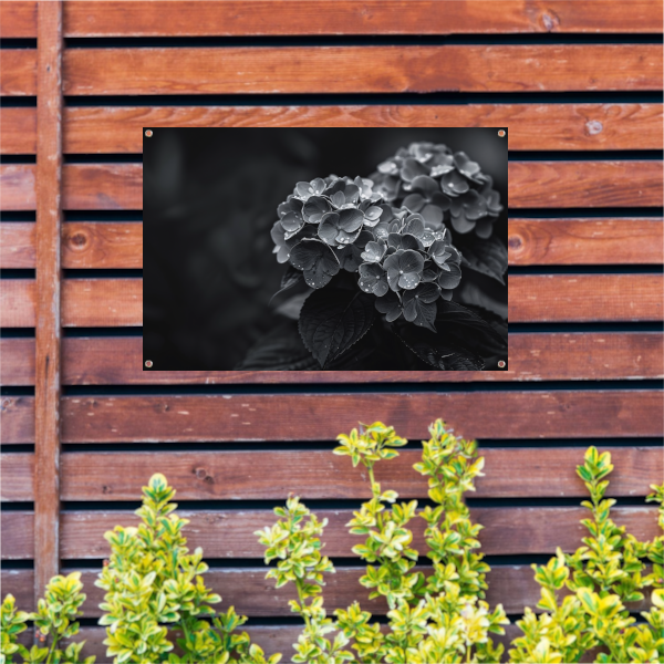 Hydrangeas in Vaas tuinposter