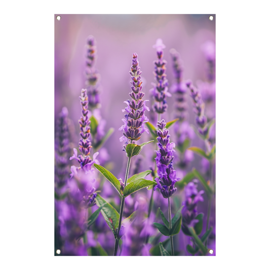 Close-up van bloeiende lavendelbloemen in paars tuinposter