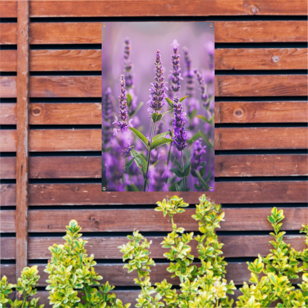Close-up van bloeiende lavendelbloemen in paars tuinposter