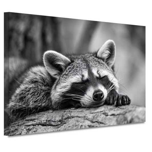Slapende wasbeer op boomstam canvas