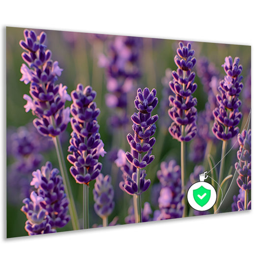 Zonovergoten lavendelveld in bloei poster