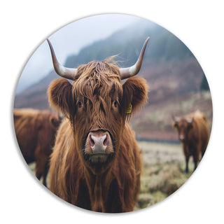 Schotse hooglander muurcirkels