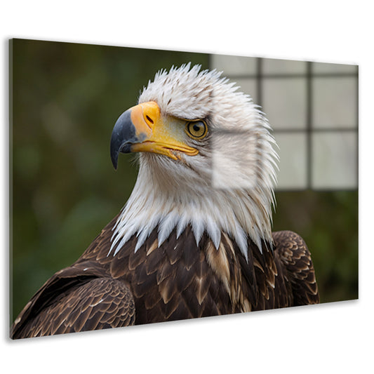 Gedetailleerd portret van een majestueuze adelaar acrylglas