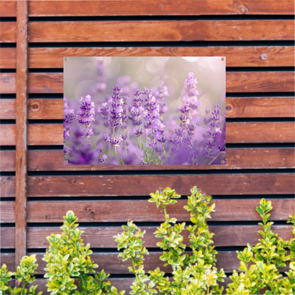 Lavendelveld in bloei met zachte zonlichtgloed tuinposter