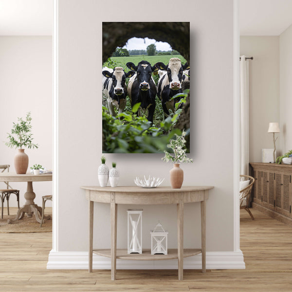 Drie zwart-wit koeien staren nieuwsgierig acrylglas