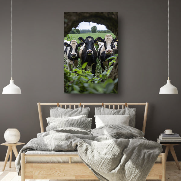Drie zwart-wit koeien staren nieuwsgierig acrylglas